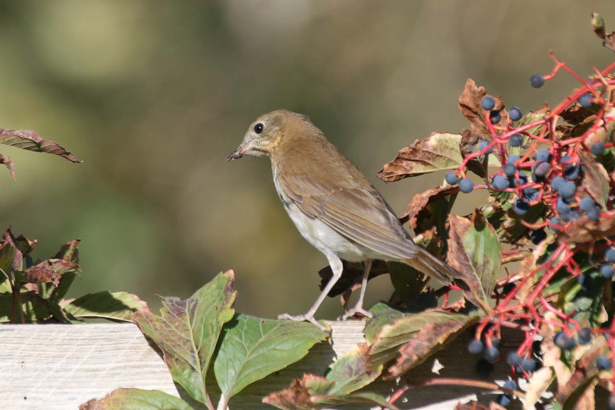 Catharus Thrush, fruit-stained bill, head turned